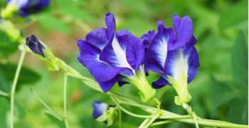 Hoạt động khám phá "Sự đổi màu của hoa đậu Biếc"